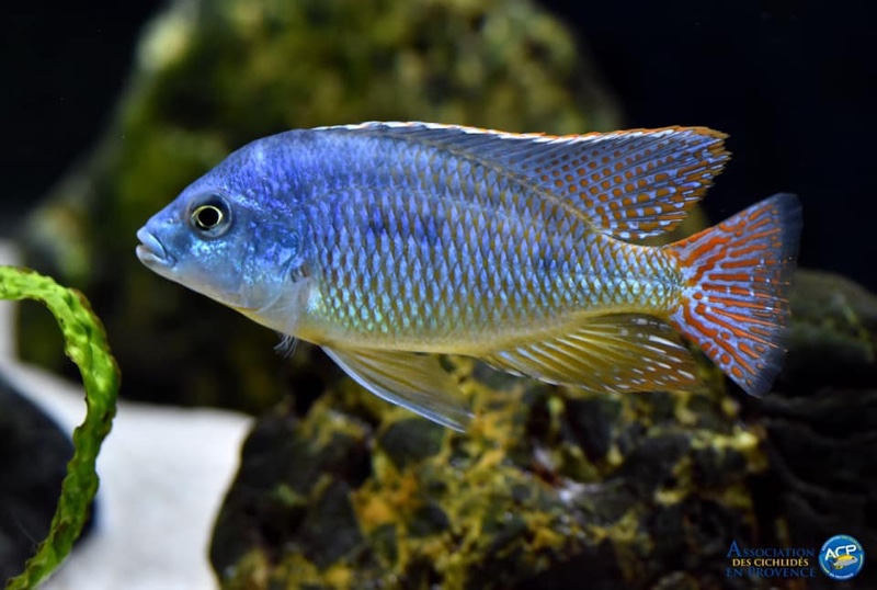 Protomelas virgatus 'Namalenje Island'